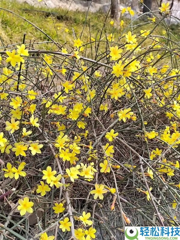 初春第一批开花的植物 为什么花朵都是黄色、白色?