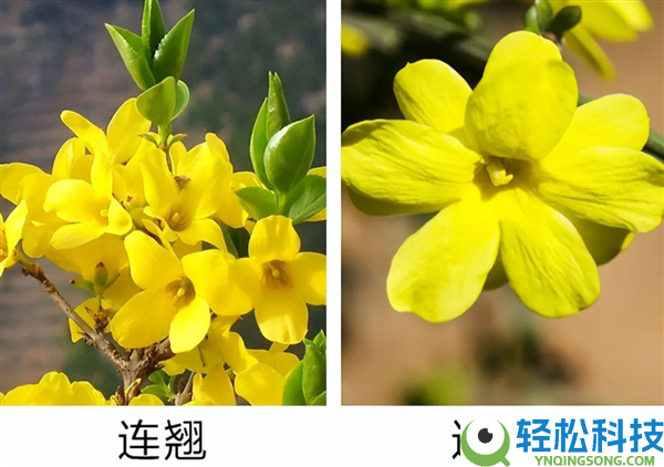 初春第一批开花的植物 为什么花朵都是黄色、白色?