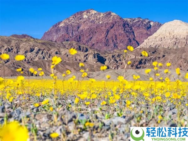 初春第一批开花的植物 为什么花朵都是黄色、白色?