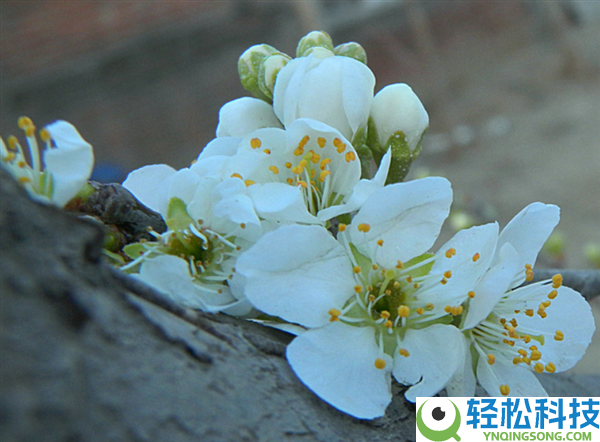 初春第一批开花的植物 为什么花朵都是黄色、白色?
