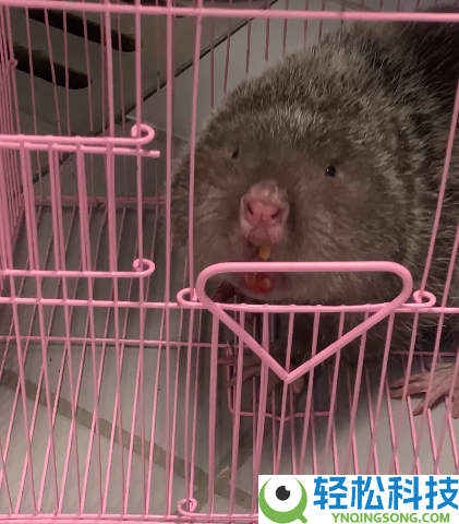 车里钻入超凶大老鼠 消防员手套都被咬穿 一查原来是竹鼠