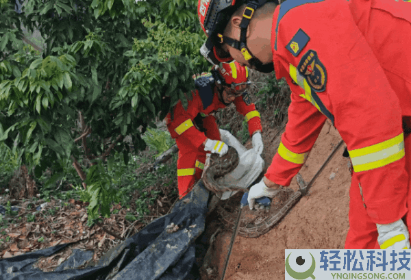 渗人:广西三条蟒蛇缠绕在一路 一个袋子都装不下