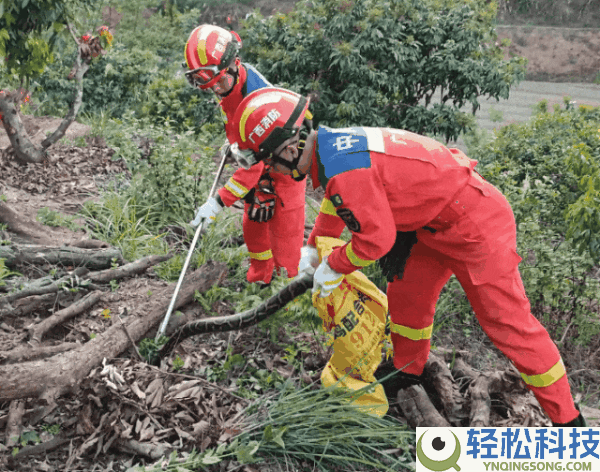 渗人:广西三条蟒蛇缠绕在一路 一个袋子都装不下