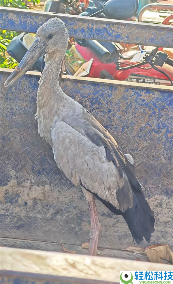 大鸟受伤被公众救助 认为是通俗野鸟：一查竟是比熊猫还稀有的“国宝”