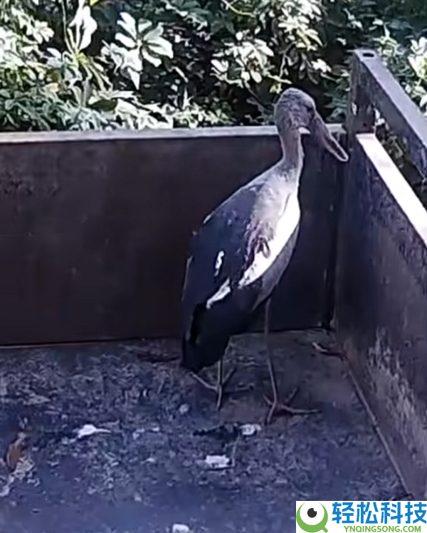 大鸟受伤被公众救助 认为是通俗野鸟:一查竟是比熊猫还稀有的“国宝”