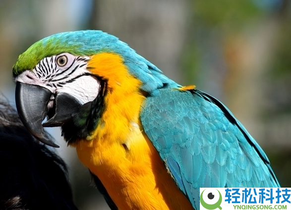 男人因逗鹦鹉发热一周后住进ICU 大夫：该病症有概率复发