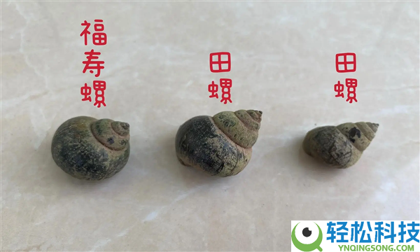 近期福寿螺少量冒出：这类东西身上寄生虫多达6000条 千万别吃,