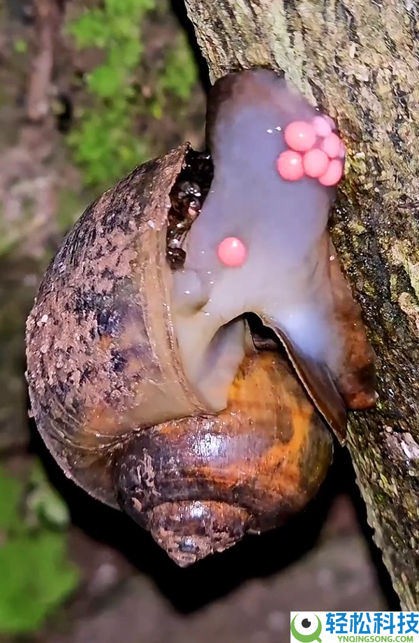 近期福寿螺少量冒出：这类东西身上寄生虫多达6000条 千万别吃,