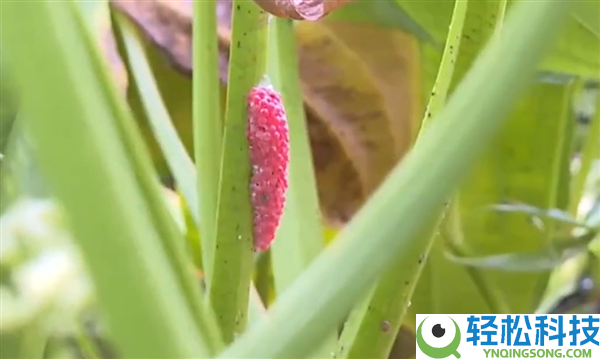 近期福寿螺少量冒出：这类东西身上寄生虫多达6000条 千万别吃,