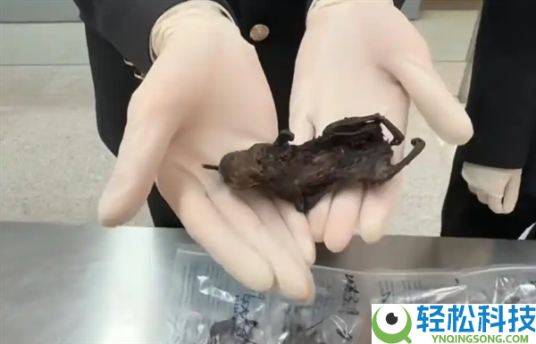 海关查出6只老鼠干,检出3种细菌1种寄生虫 当事人：用来吃的