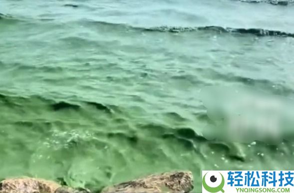 滇池呈现绿浪 官方回应：气温高部分水域呈现水华