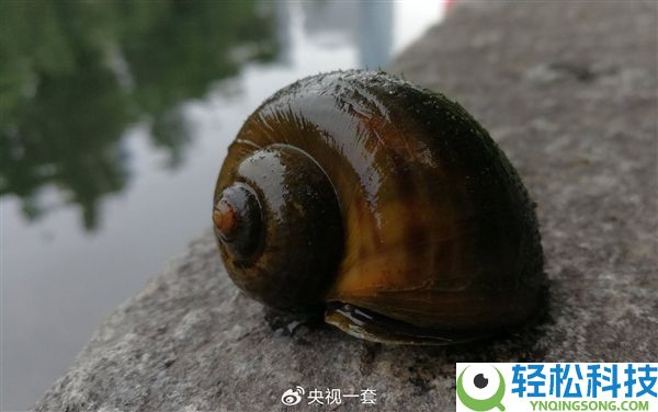 福寿螺近期少量呈现,一只含6000条寄生虫：一文看懂若何辨别