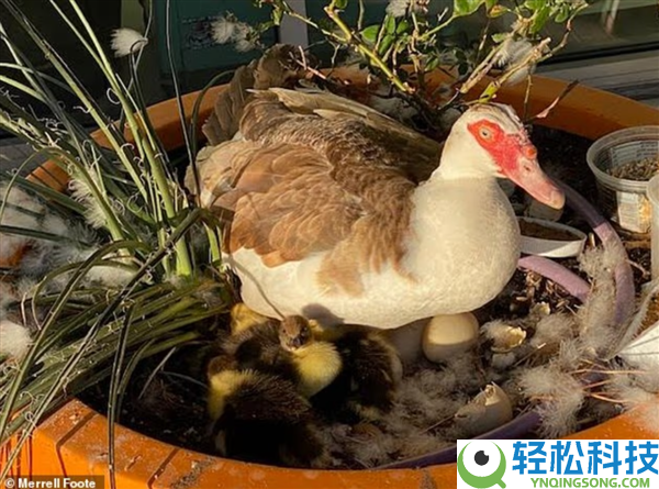 美国一主动驾驶车当街压死社区“明星鸭” 市民个人抗议：制止无人车测试
