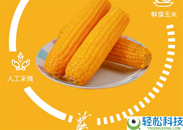 从采摘到装箱不外3小时,东北黄糯玉米到手：8穗16.9元到手
