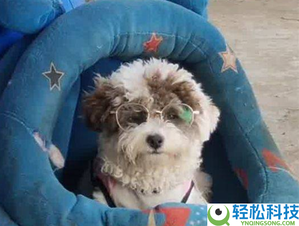 8个月小狗高度近视：吃饭要找半天 主人花800德配眼镜