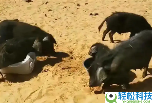 10万头黑猪让沙漠变绿洲 外地回应：不属实 全域禁牧