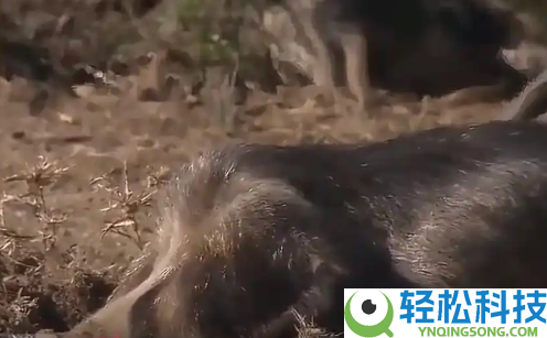 10万头黑猪让沙漠变绿洲 外地回应：不属实 全域禁牧