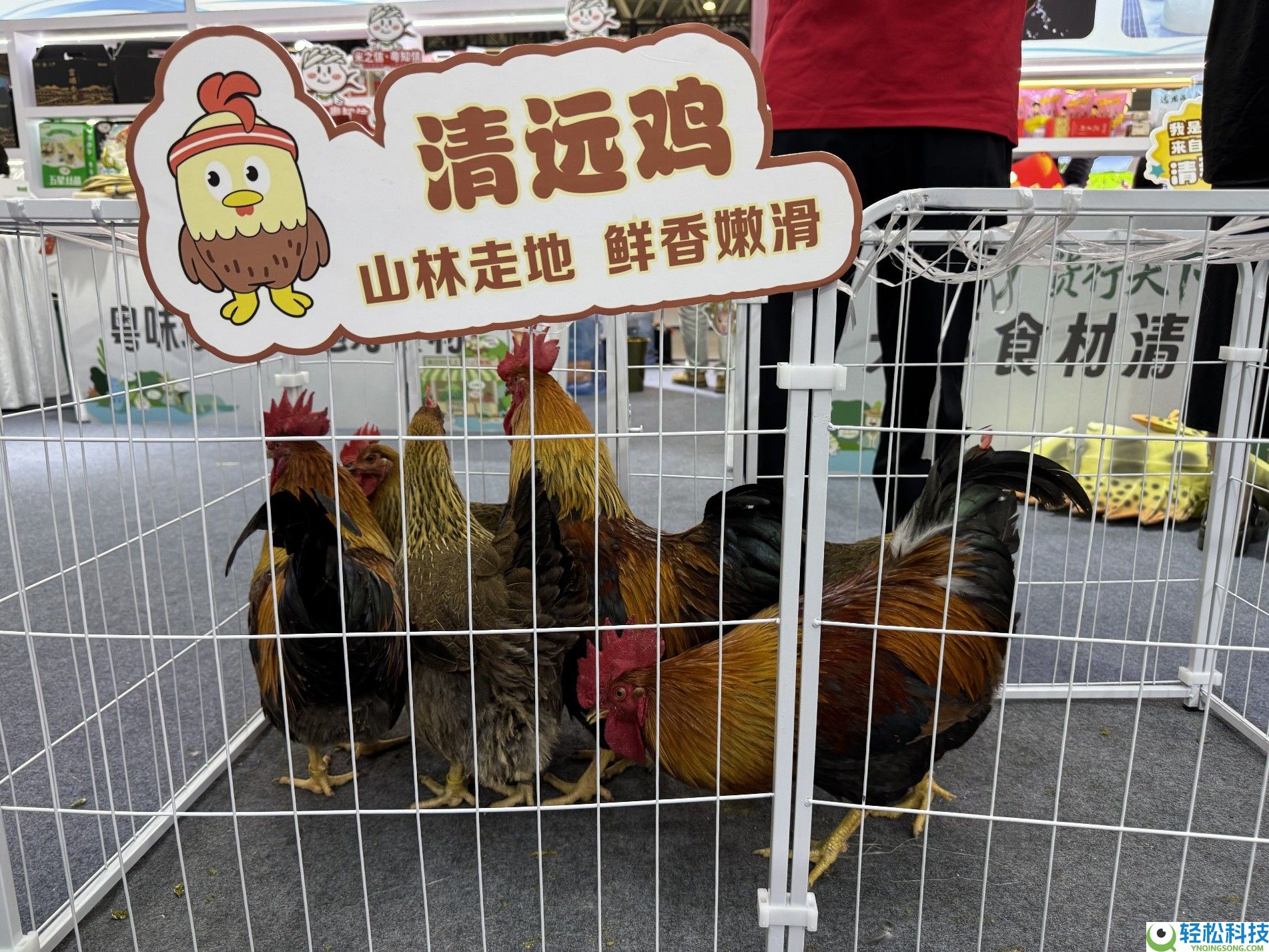 京东生鲜定养形式落地清远 清远市联袂京东发布《京东清远跑步鸡规范》