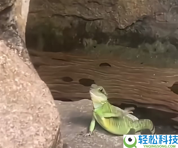 马来西亚一条蜥蜴走红：看到旅客会挥手打招呼 被称社交牛蜥