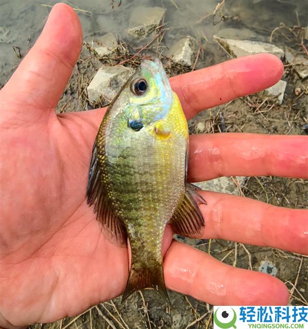 成都多湖现黑耳怪鱼,系入侵物种：北美蓝鳃太阳鱼