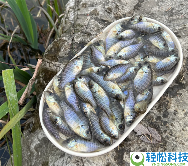 成都多湖现黑耳怪鱼,系入侵物种：北美蓝鳃太阳鱼