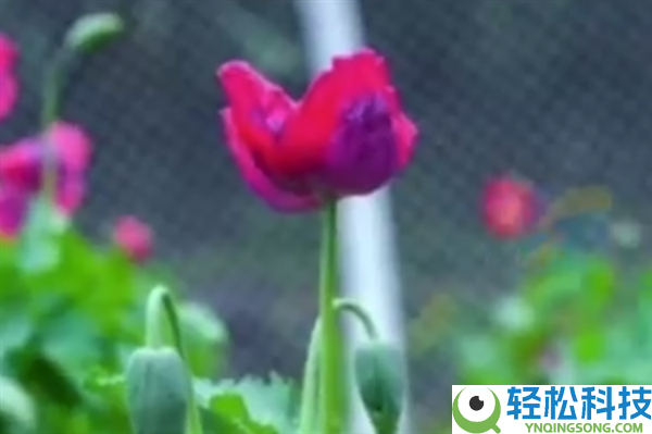 武汉植物园现罂粟花 园方：用于科普 配有密码锁