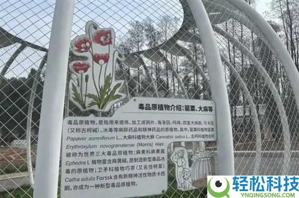 武汉植物园现罂粟花 园方：用于科普 配有密码锁