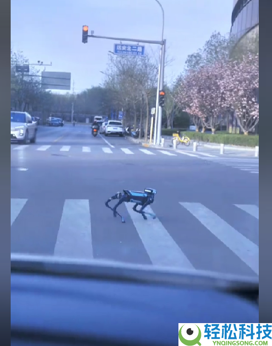 外卖小哥看完后背发凉,高德机械狗首度现身陌头:过马路等红绿灯 会本人买奶茶