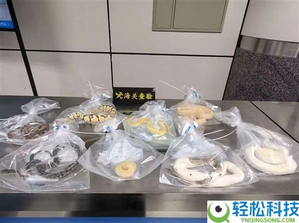 太离谱,男人用黑丝将8条活蛇绑腰长进境被查 6条是濒危物种