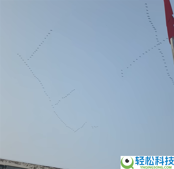 网友偶遇大雁排队排成ETC阵型向北飞 直呼头次见,