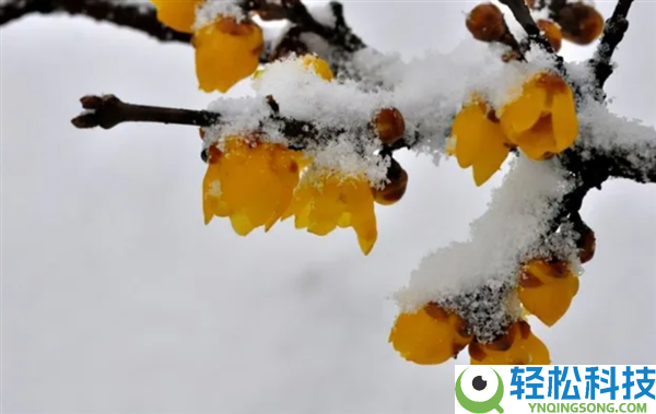 初春第一批开花的植物 为什么花朵都是黄色、白色?