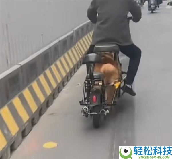 一男人“骑狗”上路引围观 交警回应：已指斥教育