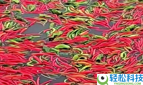 鱼塘主对峙2年用辣椒喂鱼：鱼吃了后体型更美丽 口感更好