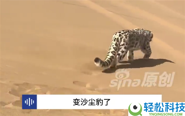新疆一处沙漠惊现雪豹 网友取名沙尘豹：外地从未呈现过