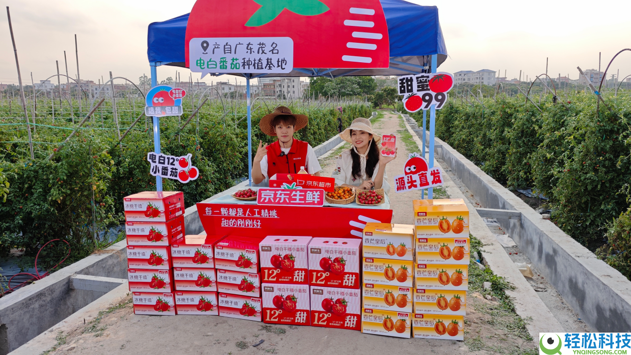 400颗中出一颗、一年只卖36天,京东生鲜行业首发电白千禧12°小番茄