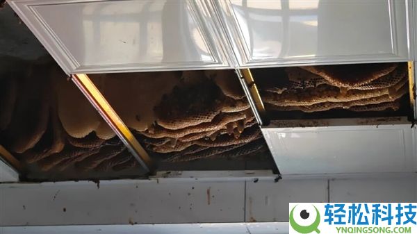 开眼了 徐州一户人家惊现1米巨型蜂巢 三大桶装不下