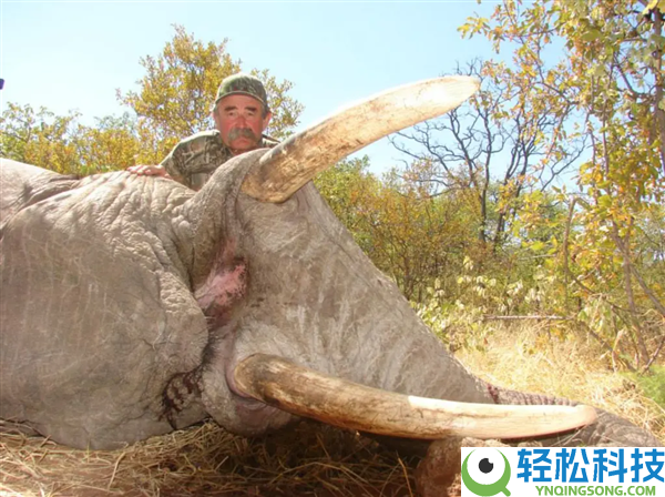豪掷4万美元去非洲打猎 美国富商被大象踩死