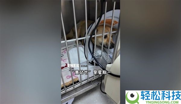 一只漂泊狗让这座小城播种泼天流量：网友纷纭前去打卡