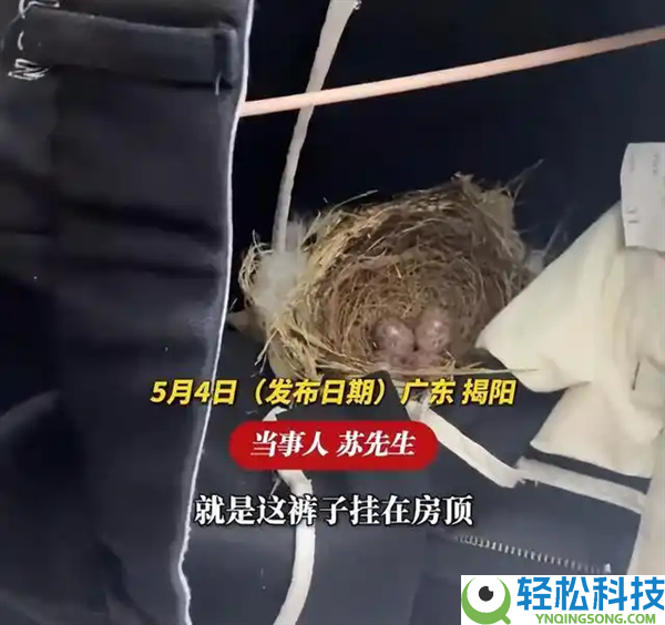 裤子晾房顶充公被小鸟占据：筑巢孵蛋 已有2只破壳而出