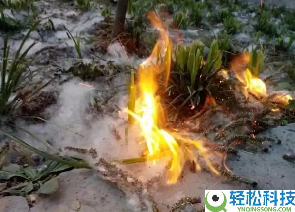 孩子手欠点火杨柳絮 家长被判补偿邻居超11万