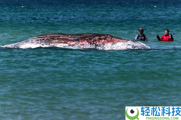 富豪花150万欧解救的搁浅鲸鱼 已确认死亡