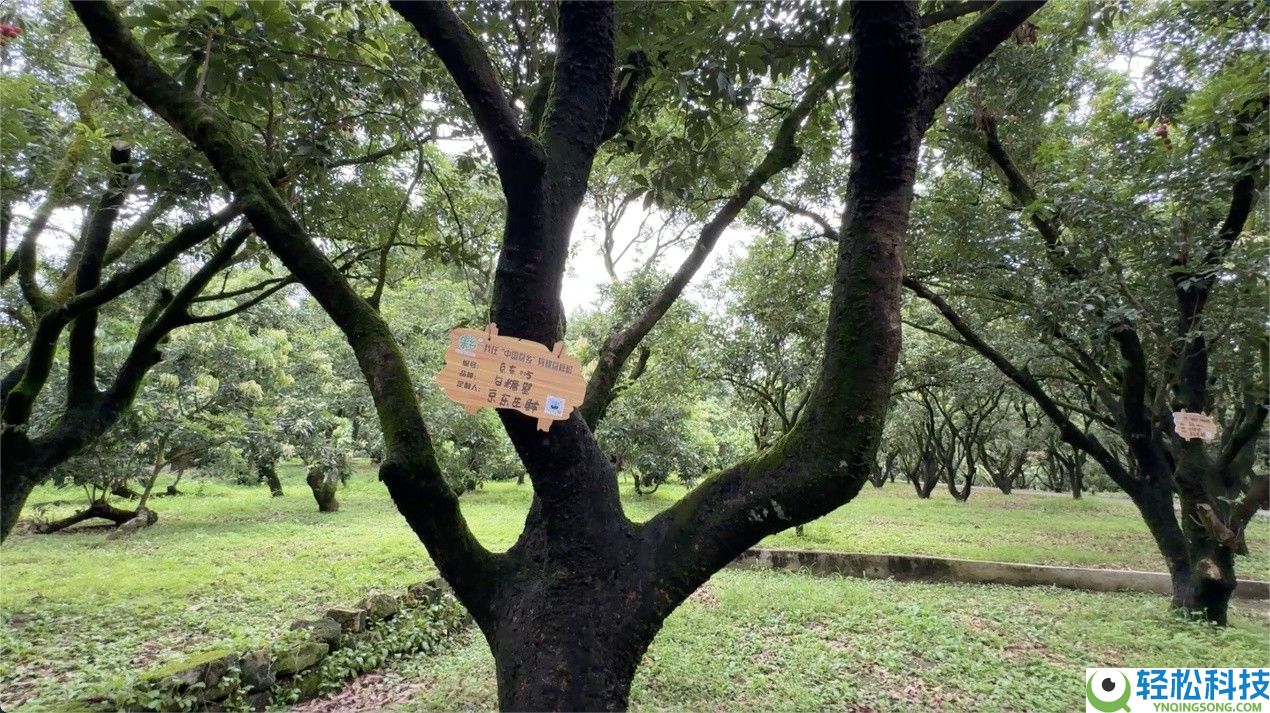 24小时到西藏,36小时抵欧洲 京东“一地发全球”让广东荔枝鲜达全球