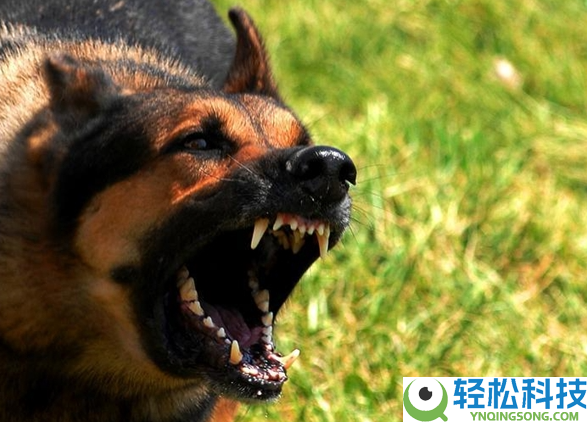 姐弟俩被狗咬 姐姐隐瞒患狂犬病作古：病发到死亡缺乏48小时