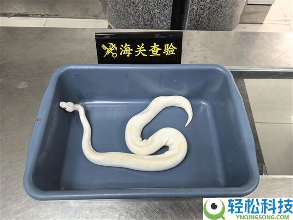 太离谱,男人用黑丝将8条活蛇绑腰长进境被查 6条是濒危物种