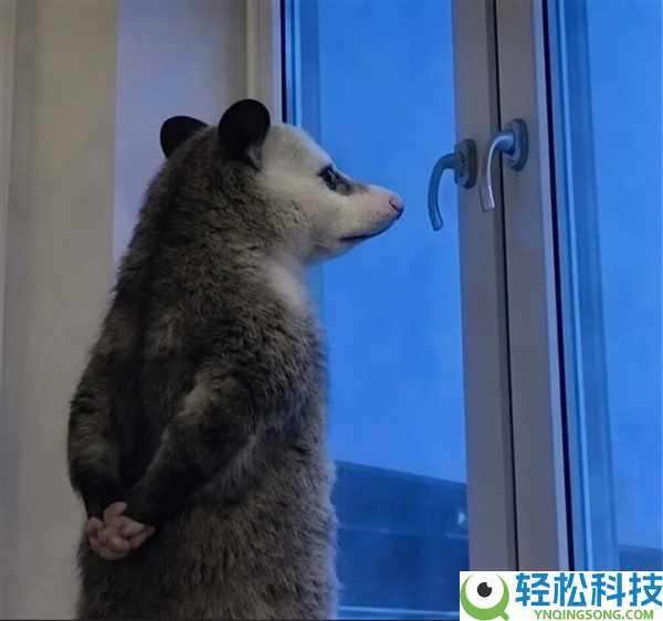 一路消灭吧,全网爆火的负鼠被科学家用来消弭入侵缅甸蟒